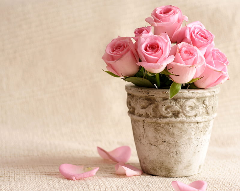 Pink Roses, beautiful pink, roses vase love, HD wallpaper