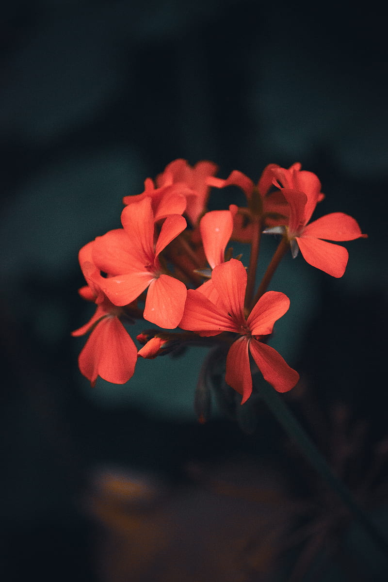 red flower in tilt shift lens, HD phone wallpaper