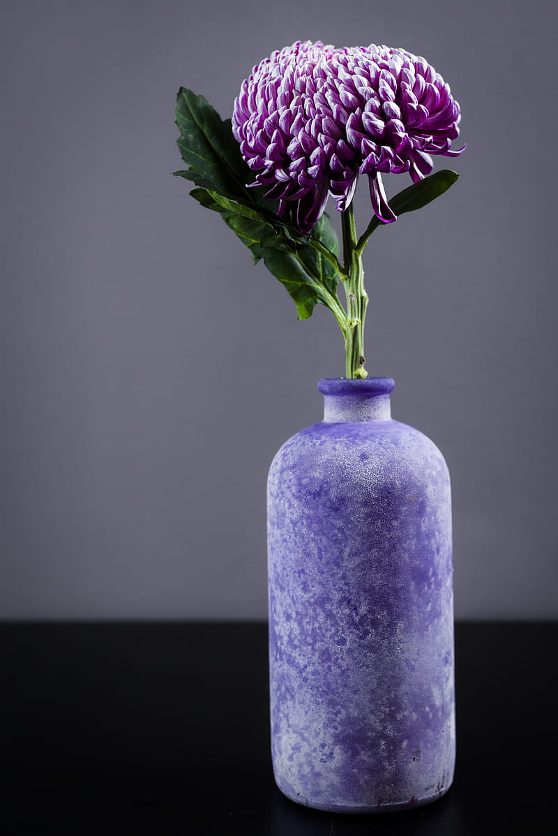 Chrysanthemum, flower, vase, purple, HD phone wallpaper | Peakpx