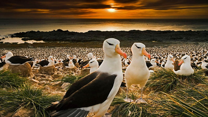 Black Browed ROW Albatrosses, bing, Black Browed, Row, Albatrosses, HD wallpaper