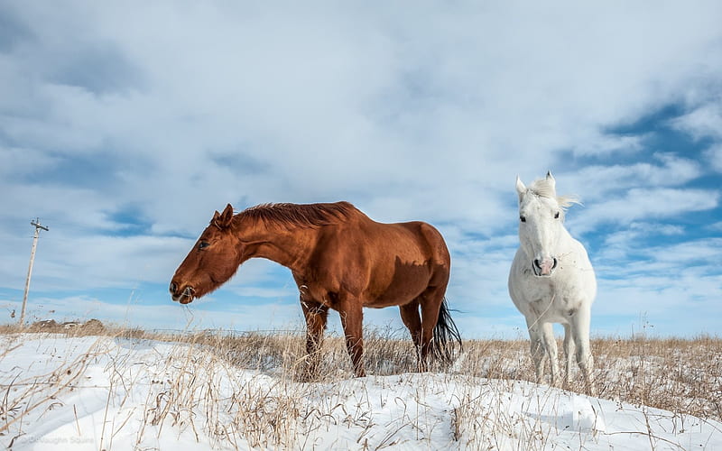 winter, horse, white horse, brown horse, snow, blue sky, HD wallpaper