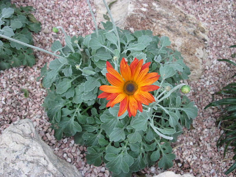 Orange Gazania flower, graphy, Ganania, green, orange, Gazania, garden, Flowers, HD wallpaper
