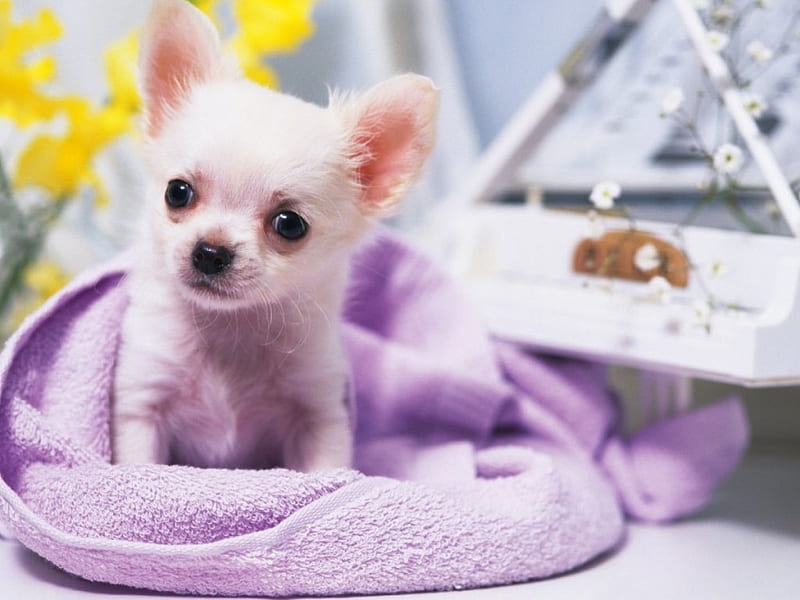 Piano Puppy, yellow flowers, mauve blanket, white piano, chihuahua puppy, dog, HD wallpaper