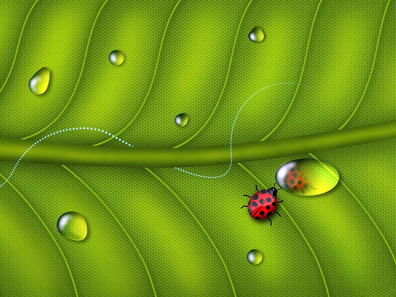 Windows 7 Clip Art Insect. jpg, ladybug, dewdrops, waterbeads, leaf, HD wallpaper