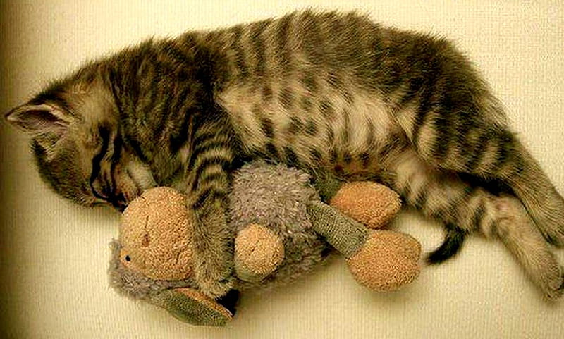 Cuddly, toy, cuddling, brown tabby cat, kitten, HD wallpaper