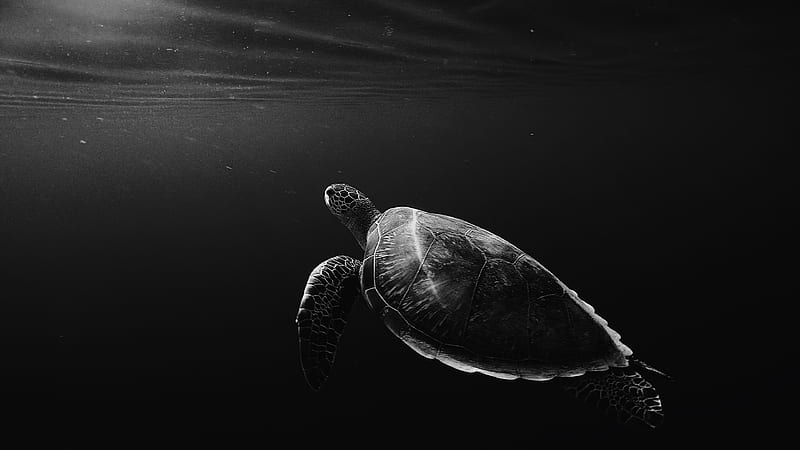 silhouette of sea turtle underwater, HD wallpaper