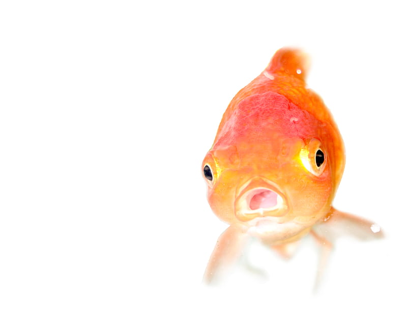gold fish , water, orange, close, face, goldfish, HD wallpaper