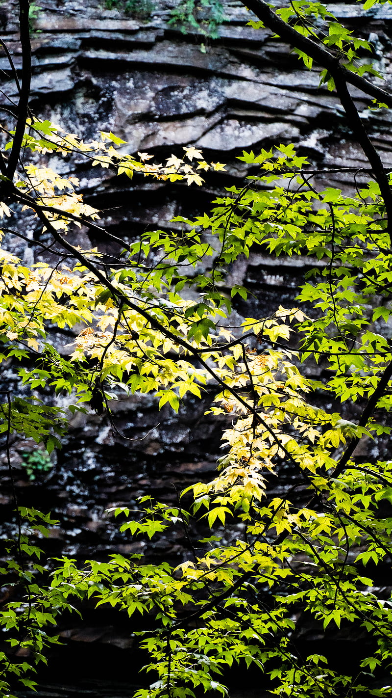 Green and yellow trees, HD phone wallpaper | Peakpx