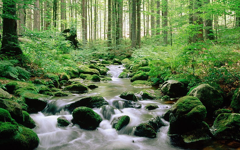 Germany- Bavarian Forest National Park, HD wallpaper