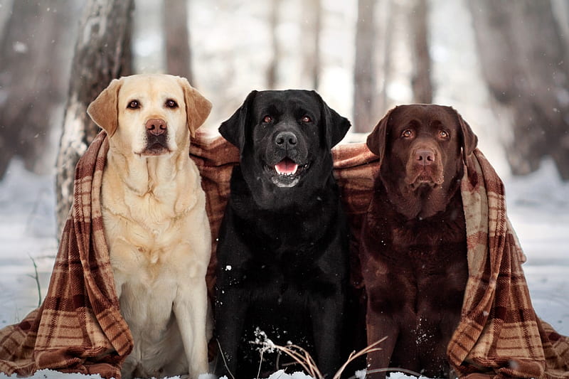 Labrador Colors: Genetics Determining Coats Like Yellow, Black & Silver, Chocolate Lab Puppies, HD wallpaper