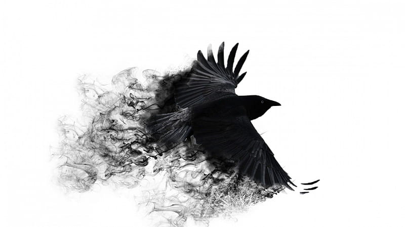 Bird, wings, raven, black, spirit, fantasy, bw, feather, crow, smoke, white, HD wallpaper