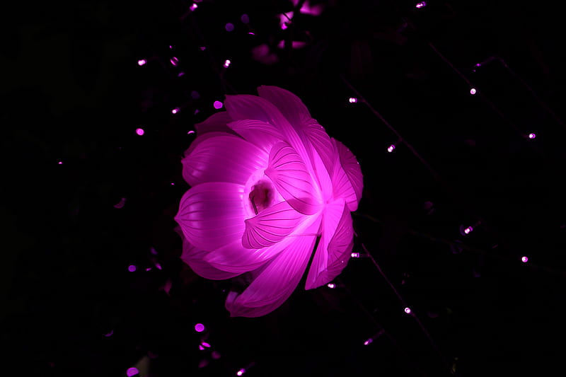 Flower Shape Artistic Light, flower, art, artistic, creative, HD wallpaper