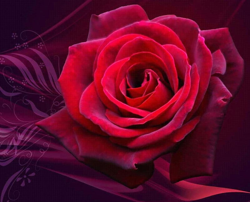 ~✿~Velvet Romance in Red and Purple~✿~ Dedicated to HopelessRomantic, Love, Red, Romance, Rose, Perfect Rose, Velveteen, Red Rose, Velvet, HD wallpaper