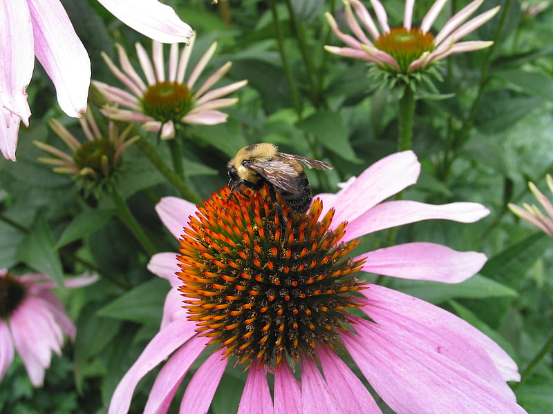 Bee on bee balm flower, flower, bug, bee, bee balm, HD wallpaper