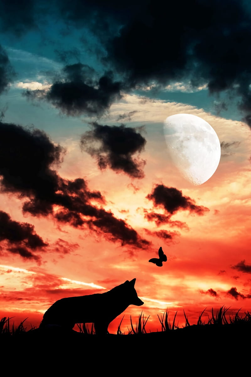 wolf, silhouette, dark, moon, clouds, butterfly, HD phone wallpaper