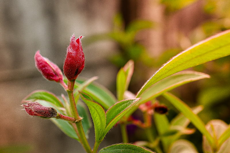 red flower bud in close up graphy, HD wallpaper