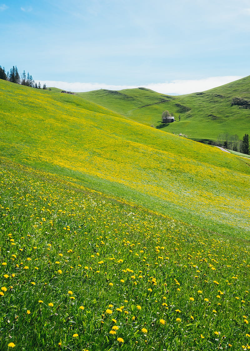 slope, lawn, flowers, grass, summer, HD phone wallpaper