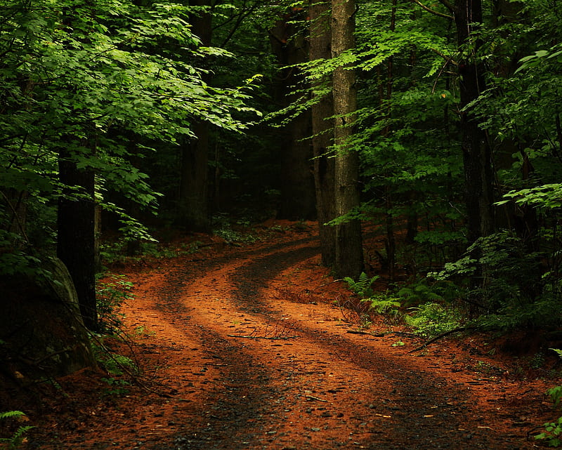 Forest Road, jungle, nature, path, road, trees, HD wallpaper | Peakpx