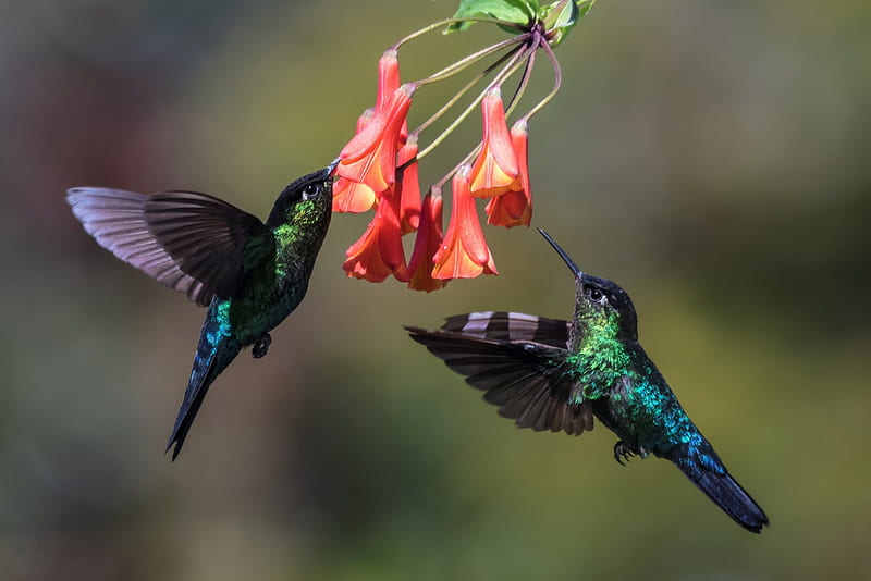 Colibríes, rojo, pájaro, pasare, flor, colibrí, colibri, pareja, Fondo de  pantalla HD | Peakpx