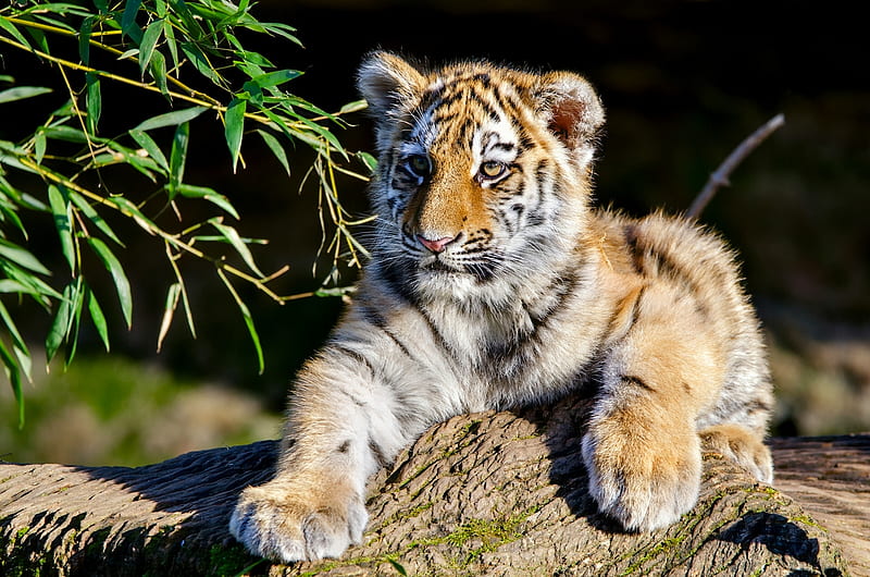 Cats, Tiger, Amur Tiger, Baby Animal, Cub, Wildlife, HD wallpaper