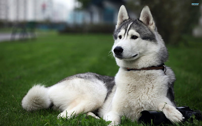 ~Curious Husky~, grass, gray, bonito, animal, pet, large, white, husky, dog, HD wallpaper