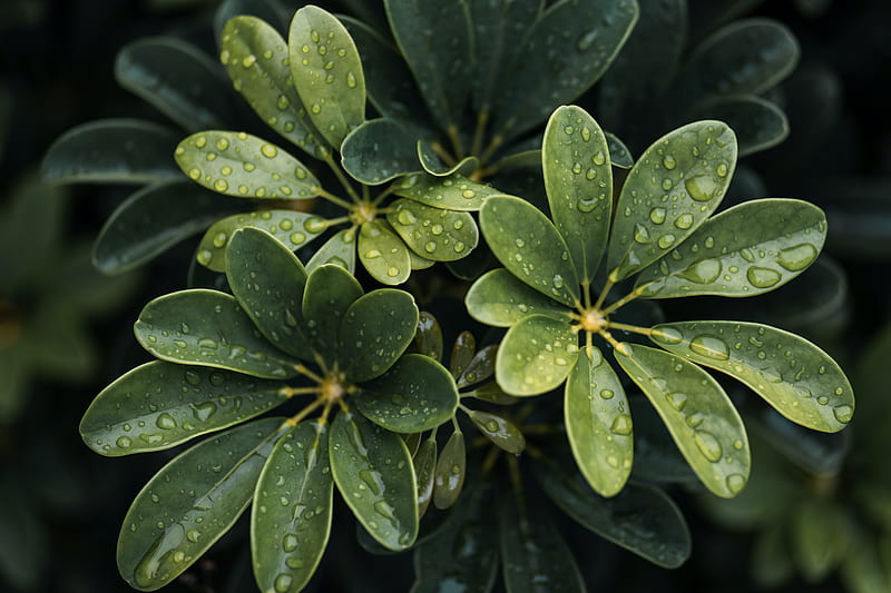 leaves, drops, plant, macro, HD wallpaper