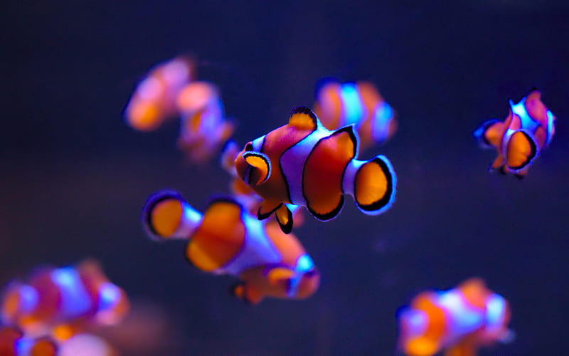 Clownfish, small fish, aquarium, orange fish, HD wallpaper