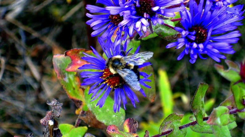 Bumble Bee & New England Aster, Fall Flowers, Insects, Bumble Bee, New England Aster, HD wallpaper
