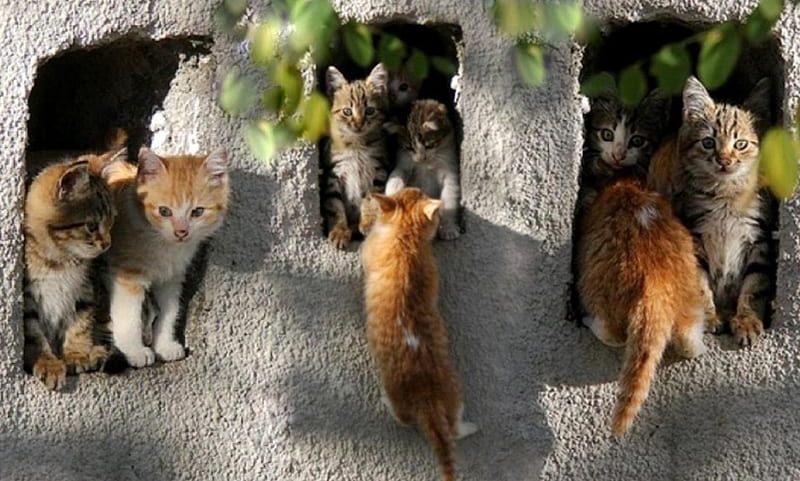 It's difficult to climb, cute, it is difficult to climb, climb, wall, cats, HD wallpaper