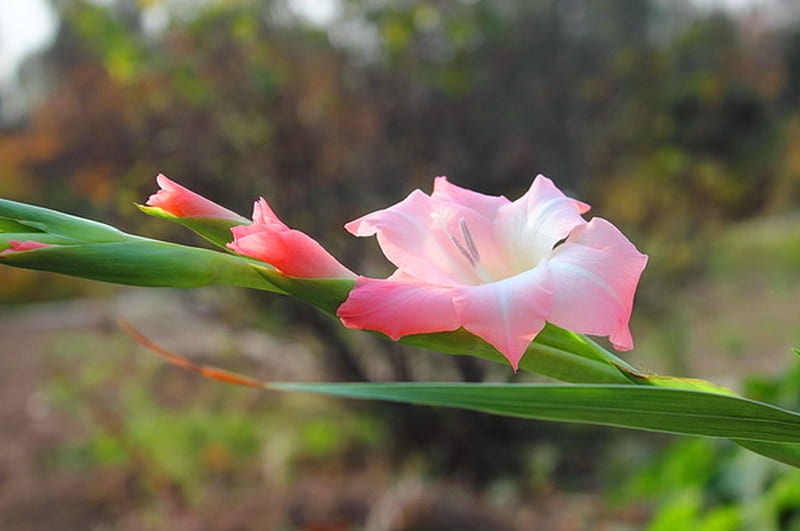Glad, bloom, green, gladiolus, buds, pink, HD wallpaper