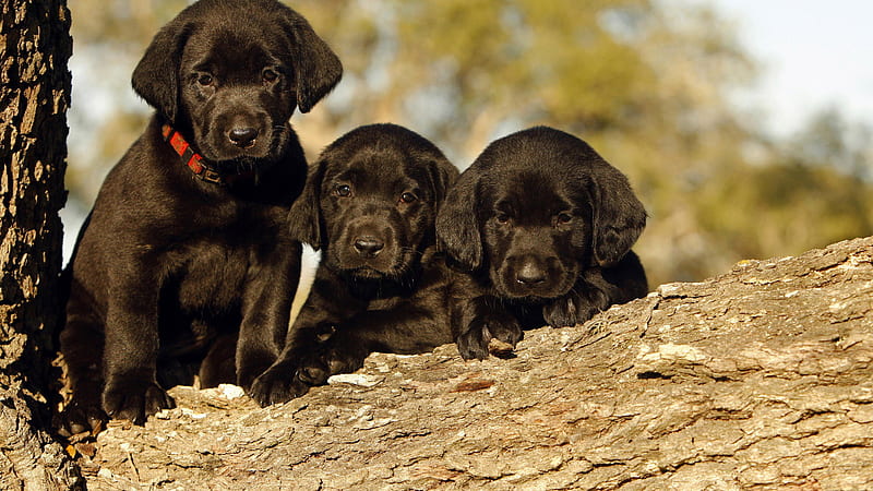 Cute Three Black Puppies Are On Treen Trunk In A Blur Background Animals, HD wallpaper