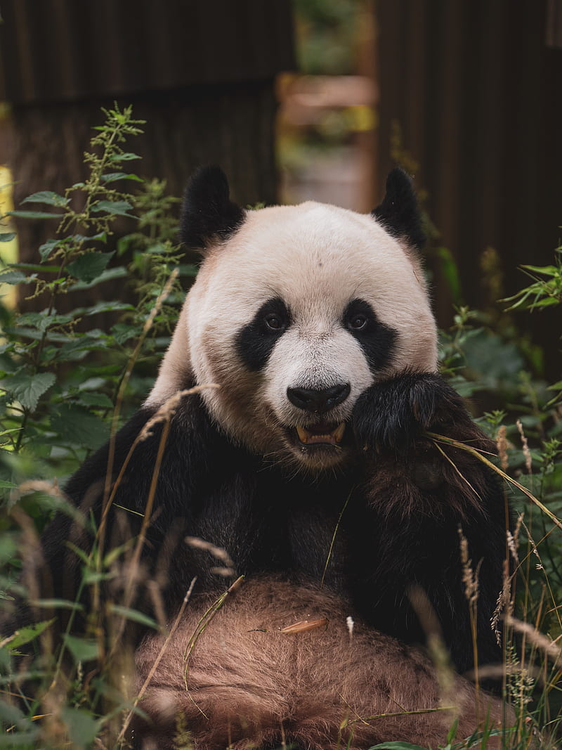 panda, animal, face, bamboo, HD phone wallpaper