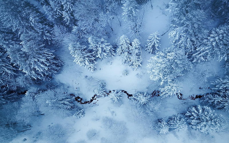 The winds of winter, Auvergne, France, creek, trees, snow, pinetrees, HD wallpaper