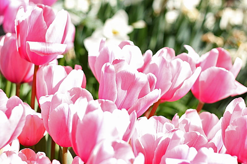 ๑๑ Spring Forever ๑๑, pretty, wonderful, sublime, sweet, bunch, love, bright, siempre, flowers, tulips, pink, light, lovely, fresh, spring, garden, sunshine, nature, outdoor, HD wallpaper