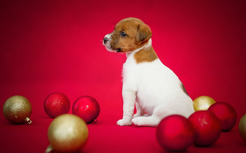 Jack Russell Terrier, New Year, Christmas, little puppy, cute animals, red Christmas balls, dogs, HD wallpaper