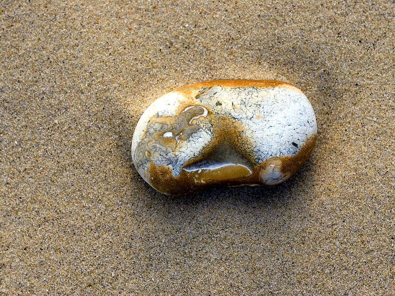 Pebble in the sand, beach, sand, brown, white, pebble, HD wallpaper