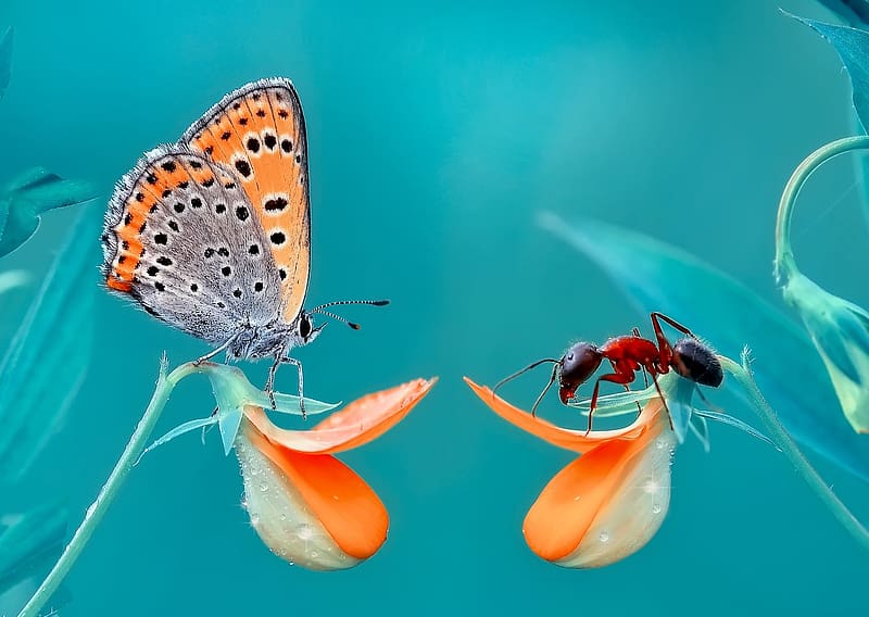 Face to face, blue, butterfly, flower, ant, nature, orange, macro, insect, mustafa ozturk, HD wallpaper