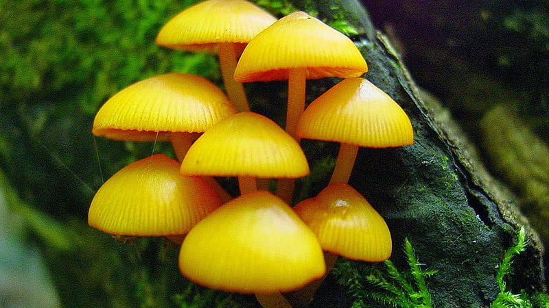 Yellow Mushrooms On Green Plants Covered Tree Trunk Mushroom, HD wallpaper