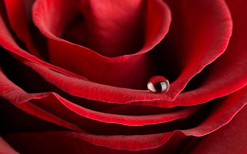 Roses also cry, water drop, lovingly, nice, close-up, love, weeping,  flowers, HD wallpaper | Peakpx