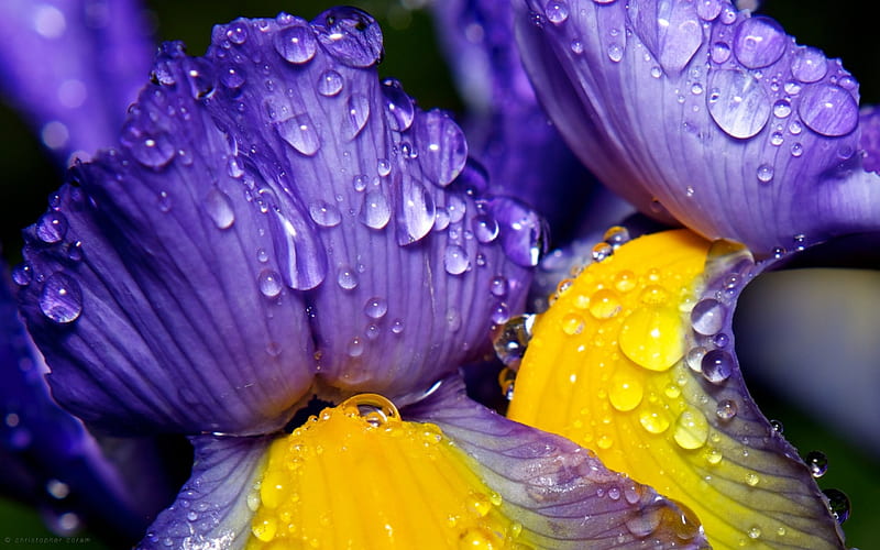 Iris, christopher coram, purple, close-up, water drops, macro, flower, yellow, HD wallpaper