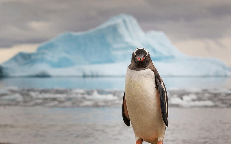 Antarctica King Penguins Animal 07, HD wallpaper