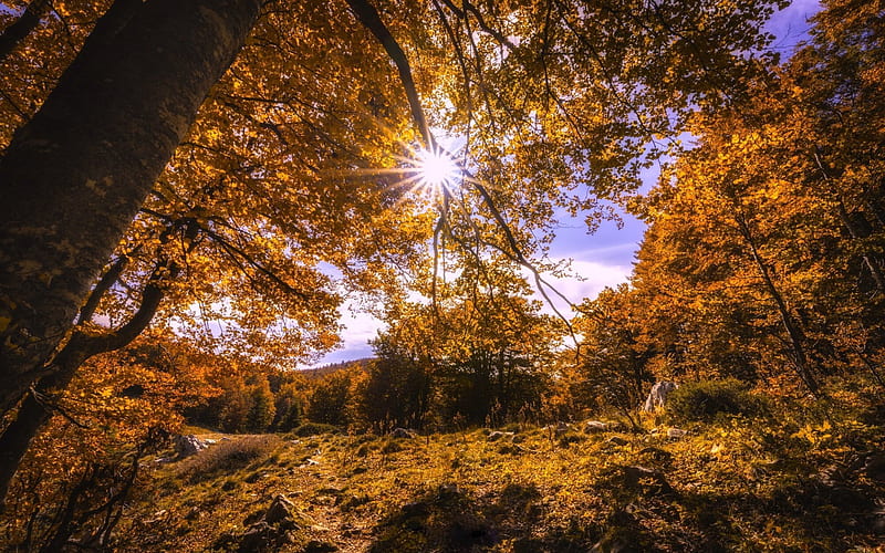 autumn landscape, autumn, forest, meadow, HD wallpaper