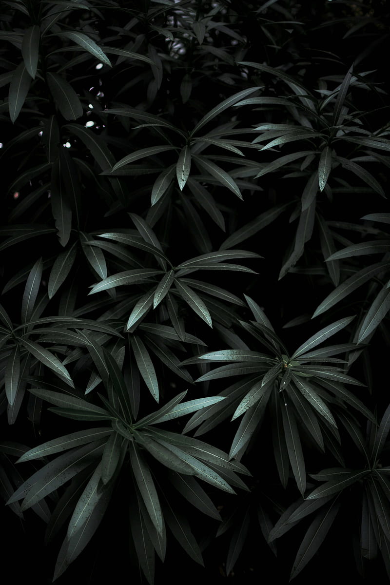 leaves, plant, green, dark, shade, HD phone wallpaper