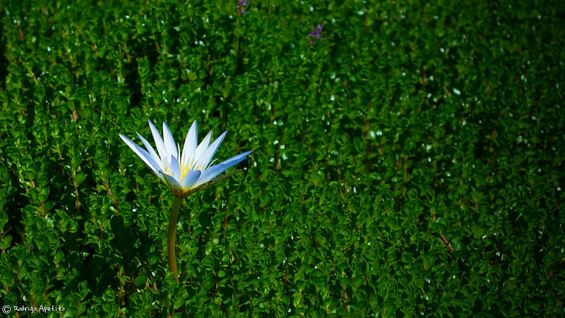 White Flower, flower, jardim botanico, Vitoria Regia, Flor branca, HD wallpaper