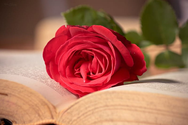 You make life beautiful, red, rose, book, abstract, softness, graphy, emotional love, flowers, story, HD wallpaper