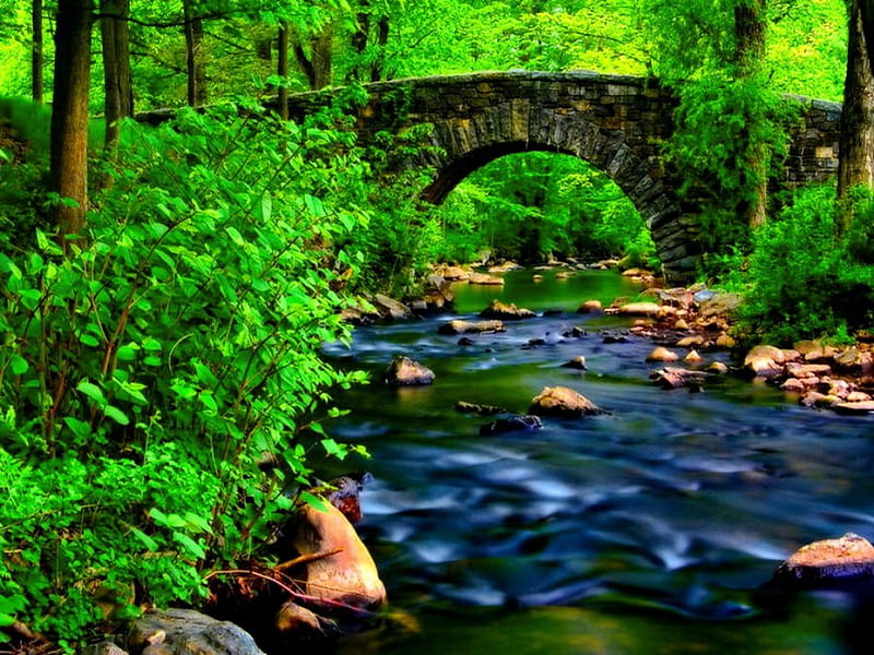 Forest bridge, stream, pretty, grass, bonito, bushes, nice, calm, stones, bridge, green, river, forest, lovely, fresh, greenery, floating, creek, trees, summer, nature, HD wallpaper