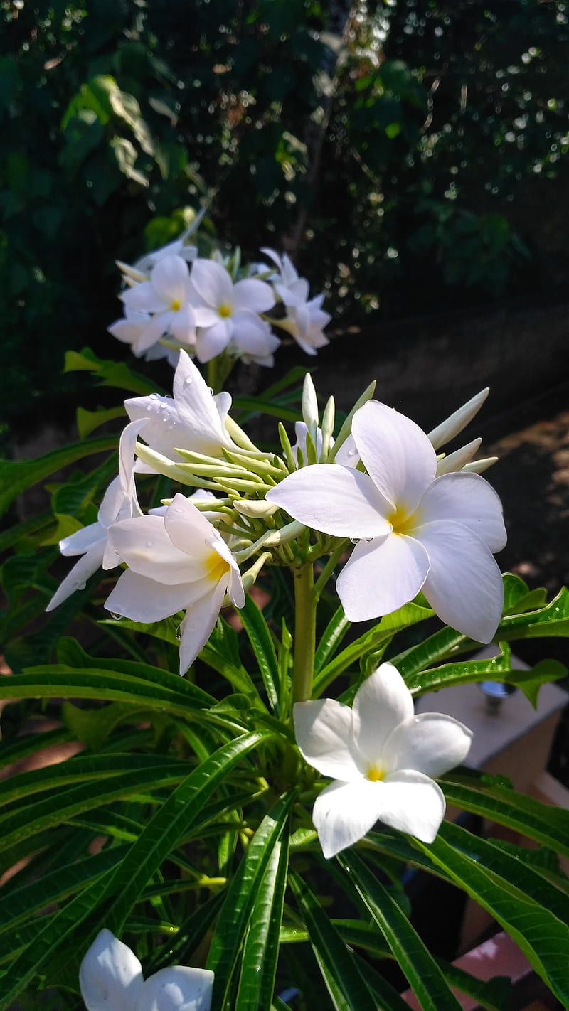 White flower, nature, redmi, white beauty, white lille, HD phone wallpaper