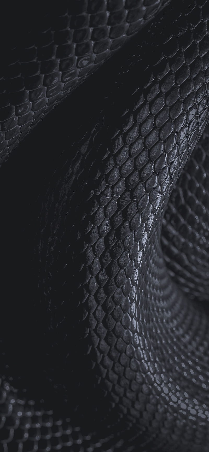 BlackParis, animal, black, snake, HD phone wallpaper