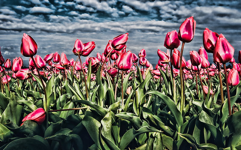 pink tulips field macro, summer, R, pink flowers, tulips, pink tulips, HD wallpaper