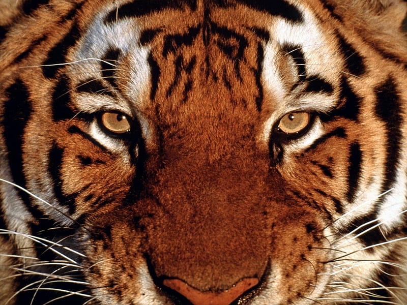 Closeup View Of Tiger Face In Forest Background HD Tiger Wallpapers | HD  Wallpapers | ID #75109